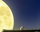 自慢猫のエピソードさん聞きます 飼ってるといつかは辛いもあるけど今日はありがとう　猫さんよ イメージ1