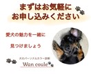 ペット（犬専門）パーソナルカラー診断します 犬パーソナルカラー診断の資格者が愛犬の魅力を色で引き出します イメージ10