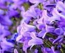 あなたの誕生日の誕生花と花言葉を教えます 各々の誕生日には誕生花という物が存在しています イメージ1