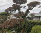 庭木の病害中に対処出来るように樹木医が診断します 簡易診断書を作成し、一般の方でも出来る処置法を御提案^ ^ イメージ2