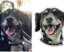 あなたのペット・犬・猫などの似顔絵を描きます 写真のようなリアルな あなたのペットのイラストを製作します イメージ3