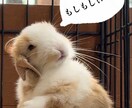 アナタのなんやかんや受け止めます とにかくなんでも！あなたの気晴らしになれれば♪ イメージ1