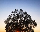 自分のスマホで撮った写真を売ります 気になる方はメッセージしてください イメージ1