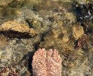 スピリチュアルカウンセラーになります 祖母の霊力を引き継ぎ沢山の方のご相談を解決してきました。 イメージ1