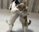 ワンちゃんのお悩み相談受けます ワンちゃんとのスキマ埋めます！ イメージ3