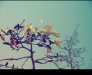 花のおしゃれなオリジナル写真素材を提供します WEBサイト・ロゴ・バナーなどに！4608 x 3456 イメージ7