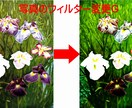 ピントが合わずにぼやけた写真を鮮明に修正します 指定の部分の修正も可能です。OP:BIGサイズ対応 イメージ6