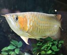 大型魚の悩みを解決をお手伝いします 古代魚、アロワナなどの手術等をお手伝い致します。 イメージ1