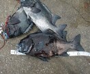 石鯛釣りコンサルします 石鯛釣りを始めたいけど、わからない。でも、大丈夫 イメージ1