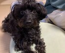 恋愛や〇〇へのプレゼント選び等多様な相談受けます ☆貴方に寄り添うなんでも相談屋☆ イメージ1