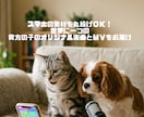 ペット専用！オリジナル曲と最強に可愛いＰＶ作ります スマホの素材を丸投げＯＫ！世界に一つの貴方の子のＭＶをお届け イメージ3
