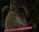 どんな悩みも愚痴も相談に乗ります みゅ〜ちゃんにまずは相談してみて欲しいにゃ イメージ1