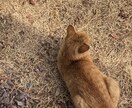 グチ、世間話、お悩み。なんでもお話しお聞きします 誰かに話を聞いてほしい。グチも自慢も悩みや漠然とした不安感も イメージ1