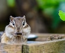 あなたの魅力を引き出す自然な写真をお撮りします 人見知りの方でもお気軽にご依頼ください(^^) イメージ1