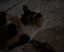 あなたのお悩み、相談に優しく寄り添います 現役医療学生が恋愛や悩みを優しく聞きます イメージ3
