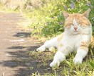 ペットさんのエネルギーを癒します やさしく遠隔にてヒーリングします。 イメージ1