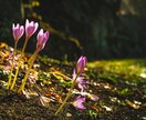 Lightroomのプリセット（4種）を販売します 簡単にいろいろな雰囲気の写真に仕上げます！ イメージ4
