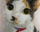 心を込めたペットの似顔絵描きます 大切な家族を色鉛筆で命を吹き込みます イメージ7