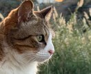 迷ったらこれ☆カードに聞いてみます 【新人割引】あなたに必要なメッセージお届け イメージ1