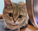 男性限定＊レンタル彼女＊今日の彼女になります ホッとできるひとときを一緒に過ごしませんか？(*´ω`*) イメージ1