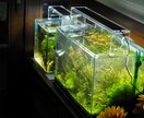 水草、メダカの育て方教えます 水草歴10年フリマアプリ販売数　年1万本 イメージ5