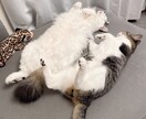 お試し価格♡5名様限定募集いたします 虹組さん✰現役さんとアニマルコミュニケーションいたします☾ イメージ6
