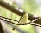 小鳥の写真提供します 自分が趣味で撮った小鳥の写真を、お安く提供します。 イメージ3