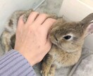 ペットちゃんに 癒しのレイキヒーリングします 大切なペットちゃんをレイキヒーリングで癒します イメージ4