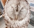 ペットの飼い方お教えします 飼いたいペットがいるけど飼い方がわからないあなたへ イメージ2