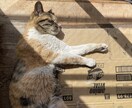 猫の素材写真を提供します ねこの日常の写真を撮影しています。三毛猫、白猫など イメージ2