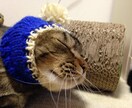 編み物代行してお編みいたします ワンちゃん（犬）ネコちゃん（猫）ベビー（赤ちゃん）ニット イメージ2