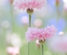 色々なお悩みのご相談お聞きします 相談して少しでもスッキリしましょう(^^) イメージ1