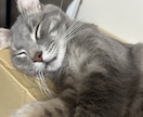 猫のぽむちゃんがあなたの話し相手になります 猫ちゃんとお話しして癒されていきませんか？ イメージ7