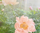 才能開花！繁栄促進↑3種の神次元DNA超覚醒します オプションで人生が祝福の波に乗る驚異的な幸福連鎖ご利益提供中 イメージ6