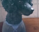 大好きな愛犬の似顔絵を描きます 暖かみのある色づかいで優しい感じに仕上げます。 イメージ4