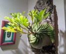 葉が落ちる・動かない植物を写真で一緒に整理します 【写真OK｜塊根・ビカク・アガベ対応｜原因を整理したい方】 イメージ2