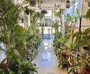 観葉植物の悩み、お部屋に合う観葉植物ご提案します 観葉植物店オーナーが観葉植物のアレコレ教えます イメージ4