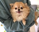 皆様の大事な家族ちゃんのお言葉聞きます 皆様のご家族、ペットちゃんとお話しさせてくださいませ´ᴗ` イメージ2