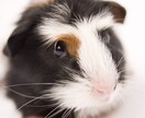 ペットの気持ちを占います 動物飼育歴30年のタロットカード士がペットの心を読み解きます イメージ9