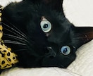あなたの愛猫自慢を電話で聞きます 【猫自慢・親バカ大歓迎】うちの子の可愛さをのろけ倒して！ イメージ4