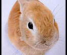A4サイズ／色鉛筆画を制作いたします ご一緒に大切な思い出を作りませんか？ イメージ6