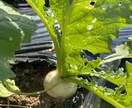 初めての家庭菜園でやるならこれ！相談のります ネットで調べたけど、うちの場合は、、、？サポートします！ イメージ5