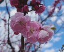 死産経験者がお話相手、聞き相手になります やり場のない思いを抱えているあなたへ イメージ1