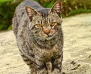 画像編集、風景写真を、日常系を取り扱ってます より美しく、より綺麗なものを追求します。 イメージ1