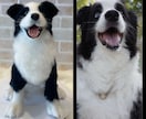 5名限定　愛犬のうちの子オーダーお作りします もう一度会いたい愛犬を羊毛フェルトでお迎えしませんか？ イメージ9
