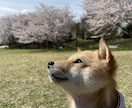 極小豆柴の写真を売ります 2歳の可愛い柴犬をお好みのアングルで撮ります！ イメージ3