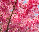 桜の写真を提供いたします 沖縄に咲く桜（ソメイヨシノ）と空のコラボレーション イメージ6