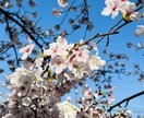 とても綺麗な風景の写真をお届けしますます 綺麗！可愛い！すてき！行った気になる！ イメージ1