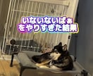 ペットのショート動画を編集します 犬や猫の動画をかわいく見やすく編集します イメージ2