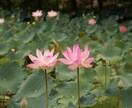 ペット鑑定 | 天国の家族とつなげます 虹の橋のあの子の想い、届けます イメージ5